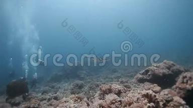 潜水者看到珊瑚礁上的蝠盘旋